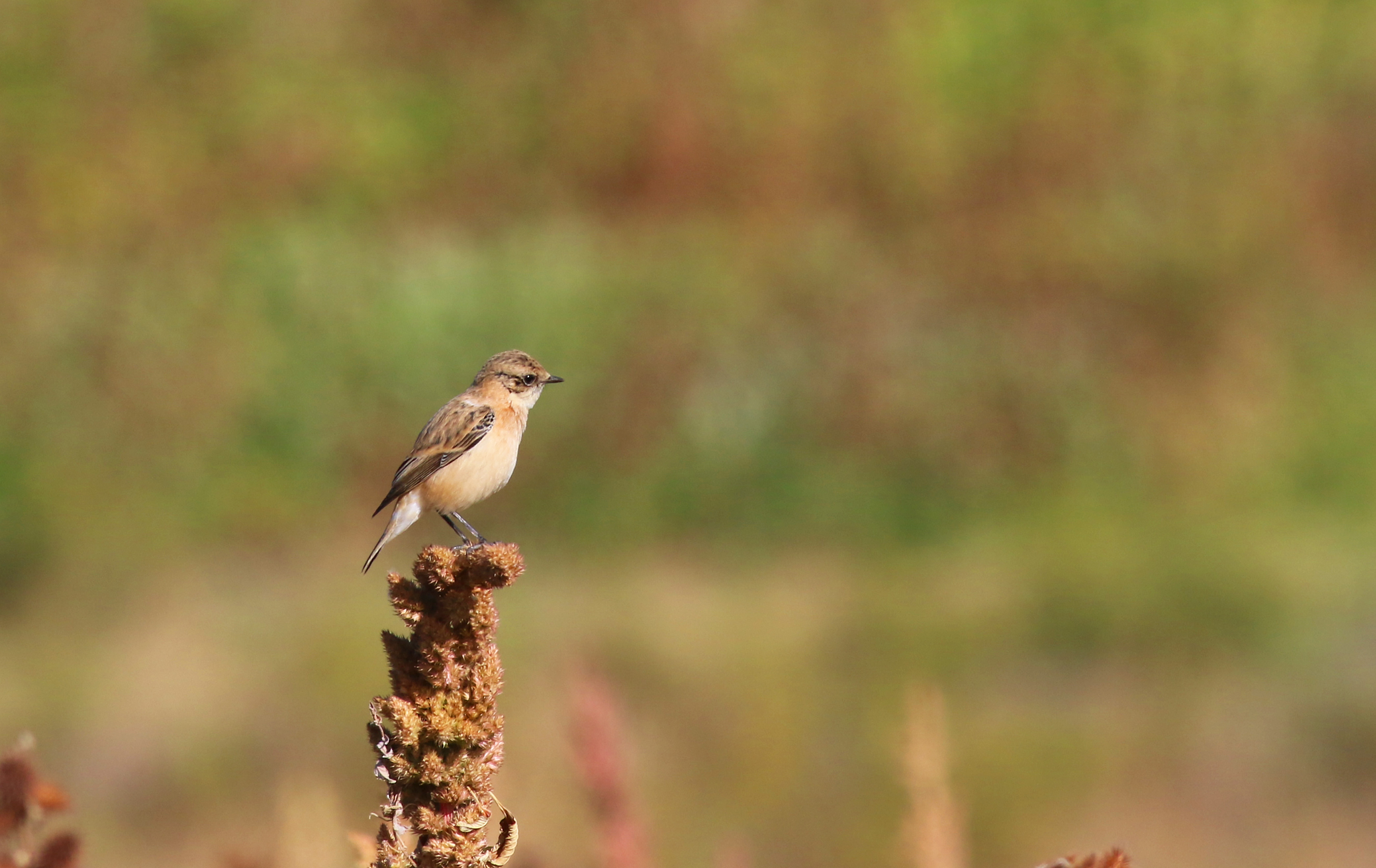 Whinchat